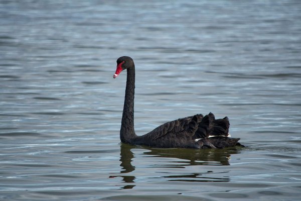 Découverte exclusive : les coquecigrues en mythes