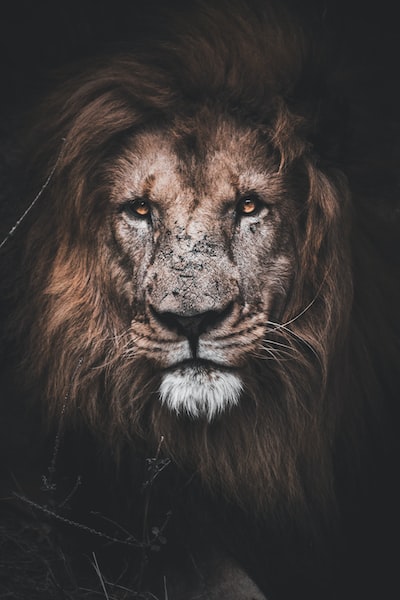 Dessin animé le roi lion : quelques citations