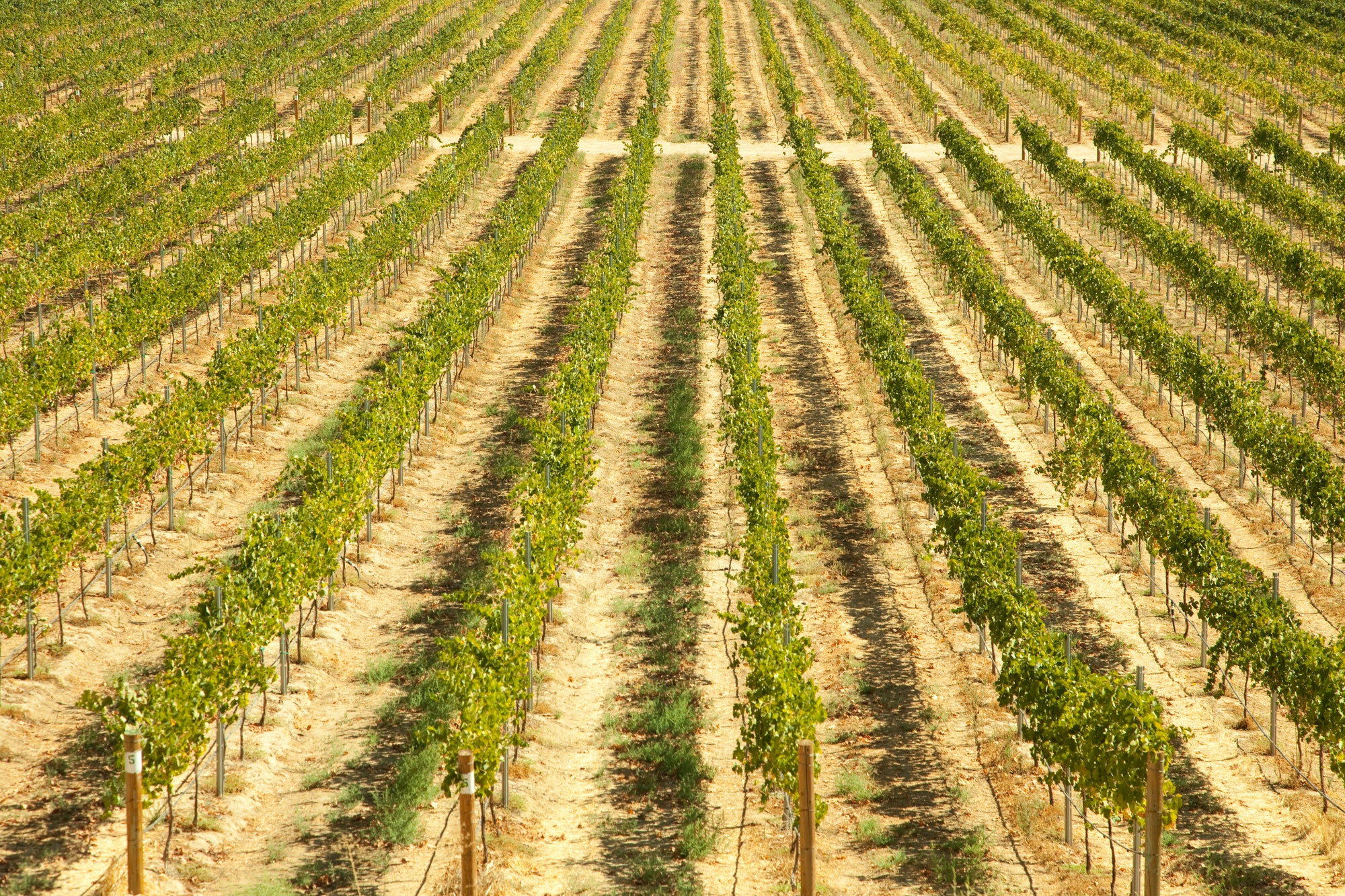 La route des vins en Californie : découverte et dégustation