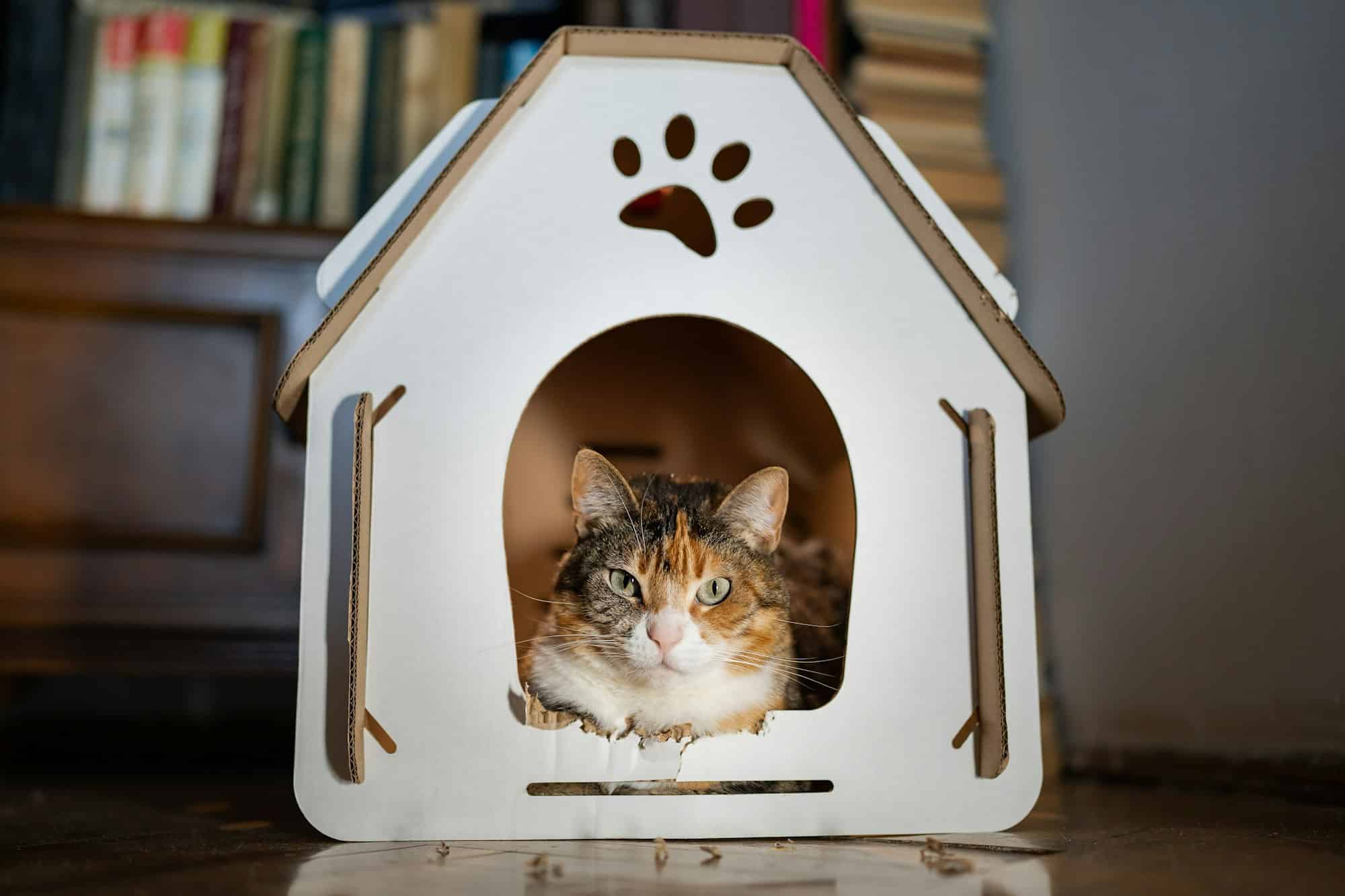 Identifier les points clés pour une niche adaptée à son chat